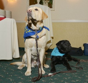 Service Dogs labs