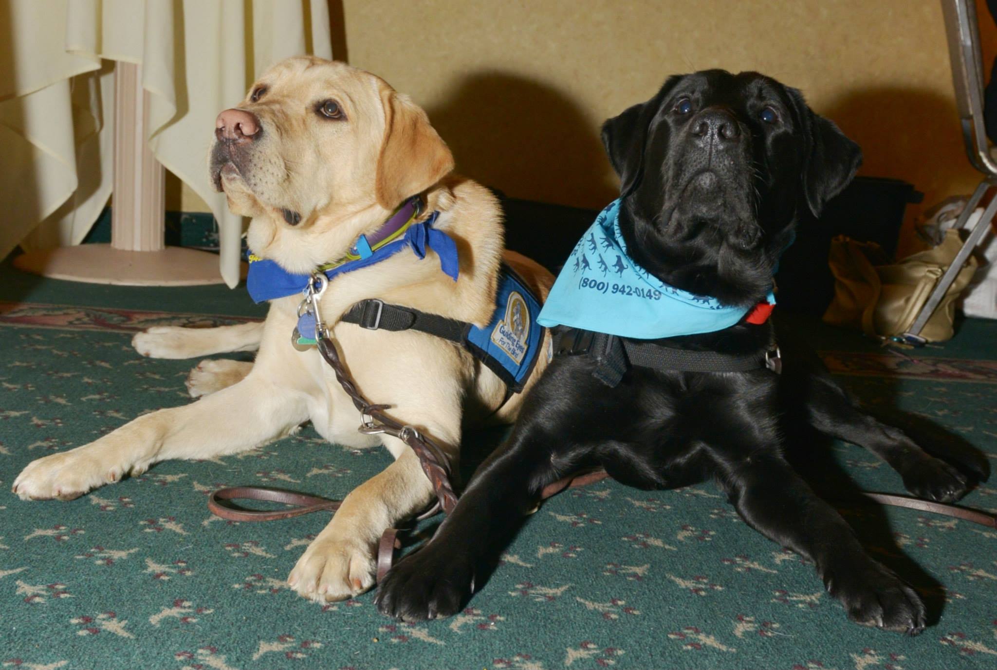 Service Dog Training Northern VA Service Dog Trainer Maryland