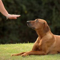 dog-obedience-training